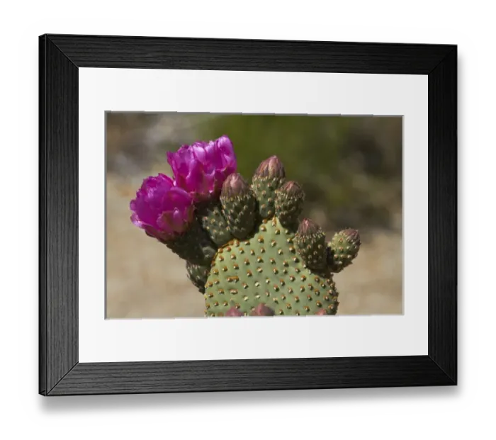 Framed Print : Beavertail Cactus in flower (Opuntia basilaris var. whitneyana), found only in Alabama Hills Framed Print : Beavertail Cactus in flower (Opuntia basilaris var. whitneyana), found only in Alabama Hills