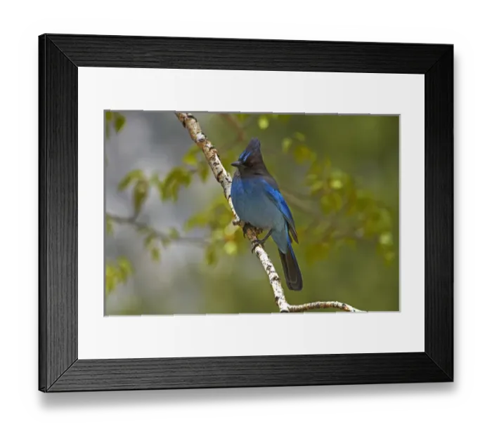 Framed Print : Stellers jay (Cyanocitta stelleri), West Walker River at Shingle Mill Flat, by U Framed Print : Stellers jay (Cyanocitta stelleri), West Walker River at Shingle Mill Flat, by U