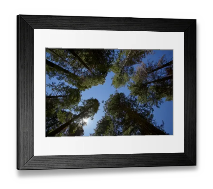 Framed Print : Trees at Tuolumne Sequoia Grove, near Crane Flat, Yosemite National Park, California, USA Framed Print : Trees at Tuolumne Sequoia Grove, near Crane Flat, Yosemite National Park, California, USA