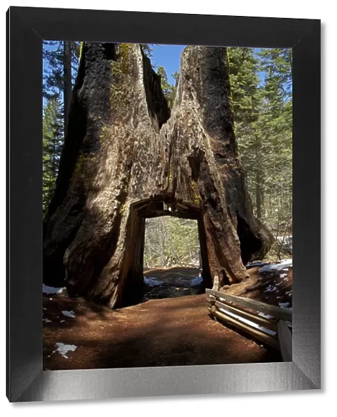 Dead Giant Tunnel Tree, Tuolumne Grove, near Crane Flat, Yosemite National Park, California