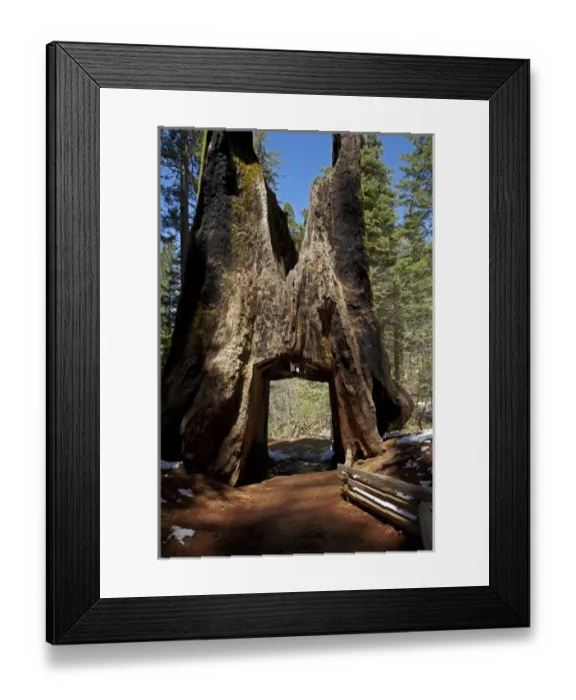 Framed Print : Dead Giant Tunnel Tree, Tuolumne Grove, near Crane Flat, Yosemite National Park, California Framed Print : Dead Giant Tunnel Tree, Tuolumne Grove, near Crane Flat, Yosemite National Park, California