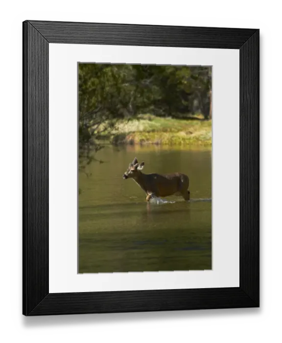Framed Print : Mule deer (Odocoileus hemionus) by Mirror Lake, Tenaya Canyon, Yosemite National Park