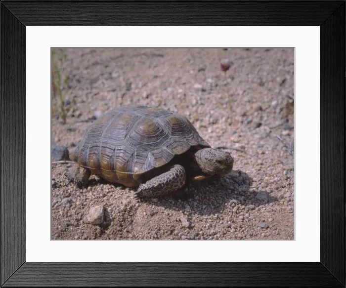 Framed Print : Endangered desert tortoise, (Gopherus agassizii) in Joshua Tree National Park, California Framed Print : Endangered desert tortoise, (Gopherus agassizii) in Joshua Tree National Park, California