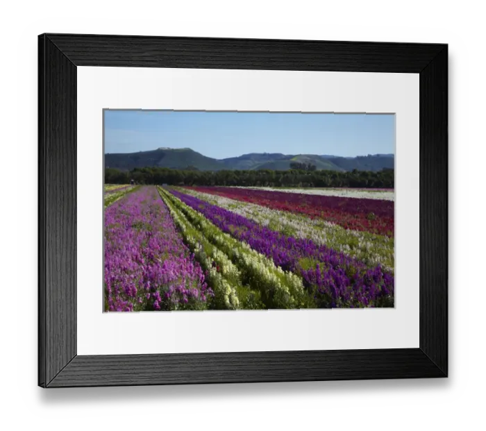 Framed Print : USA, California Central Coast, Santa Barbara County, Lompoc, Flower Fields Framed Print : USA, California Central Coast, Santa Barbara County, Lompoc, Flower Fields