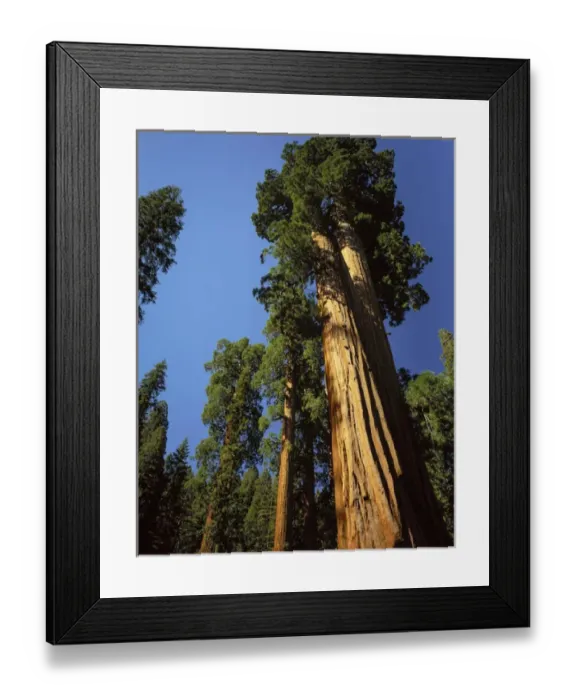 Framed Print : Looking up a Giant Sequoia tree in Giant Forest, Sequoia Kings Canyon National Park Framed Print : Looking up a Giant Sequoia tree in Giant Forest, Sequoia Kings Canyon National Park