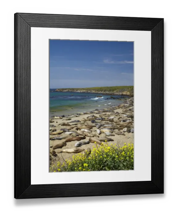Framed Print : Northern Elephant Seals ( Mirounga angustirostris), Piedras Blancas elephant seal rookery