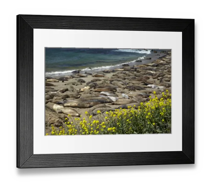 Framed Print : Northern Elephant Seals ( Mirounga angustirostris), Piedras Blancas elephant seal rookery