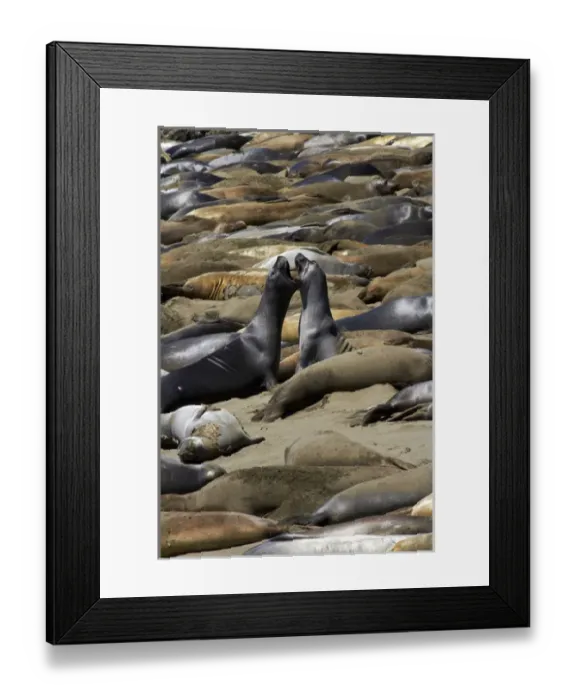 Framed Print : Northern Elephant Seals fighting, ( Mirounga angustirostris), Piedras Blancas elephant seal rookery