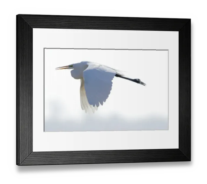 Framed Print : A great egret flying against a white background at the San Luis National Wildlife Framed Print : A great egret flying against a white background at the San Luis National Wildlife
