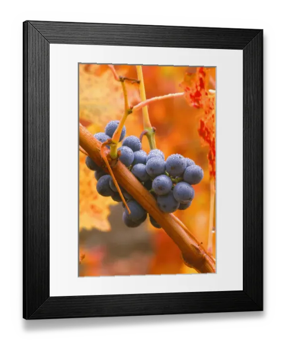 Framed Print : USA, California, Napa Valley, wine country, dew on cabernet grapes in coloful vineyard Framed Print : USA, California, Napa Valley, wine country, dew on cabernet grapes in coloful vineyard