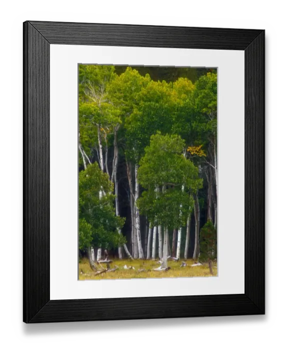 Framed Print : A group of aspens at the begining of the fall season Framed Print : A group of aspens at the begining of the fall season
