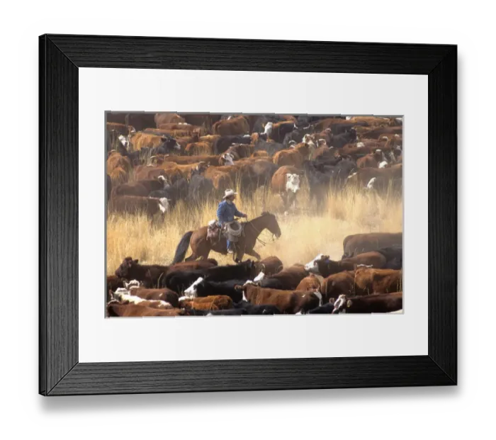 Framed Print : A cowboy on a horse surrounded by livestock during a cattle drive Framed Print : A cowboy on a horse surrounded by livestock during a cattle drive