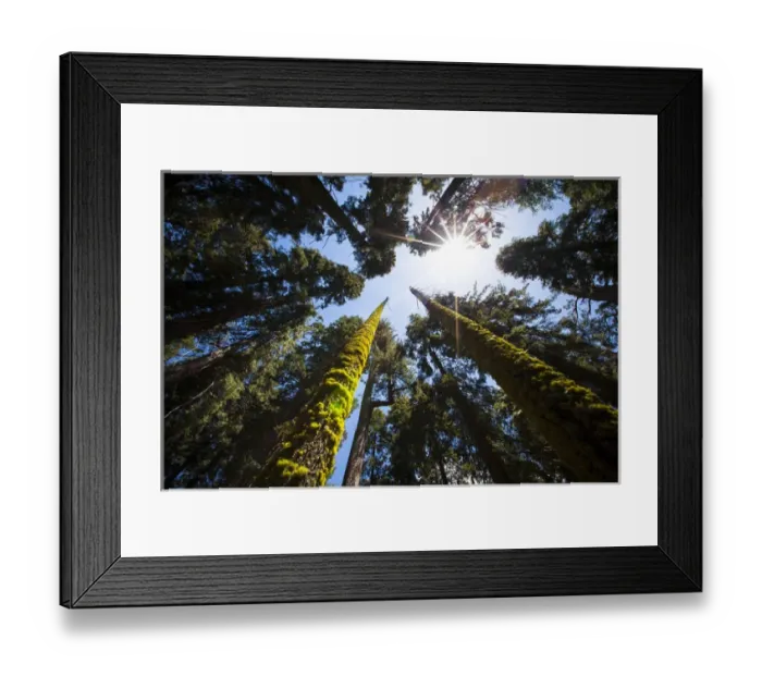 Framed Print : RedwoodNational Park, California. USA. Skyward shot of giant redwood trees Framed Print : RedwoodNational Park, California. USA. Skyward shot of giant redwood trees