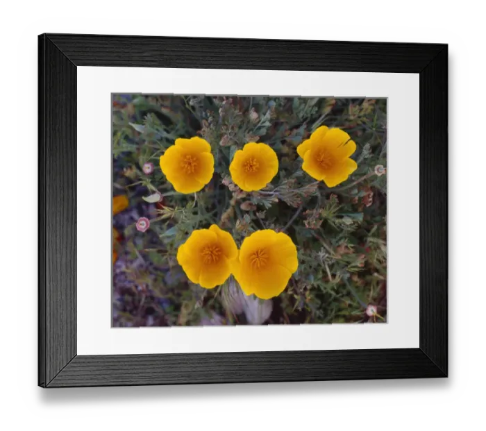 Framed Print : USA, California, Pinnacles National Park, Spring bloom of California poppy