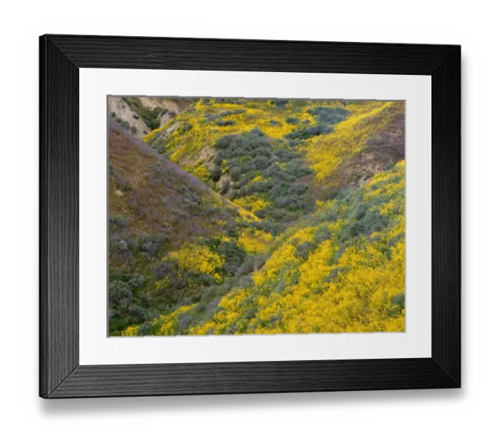 Framed Print : USA, California, Carrizo Plain National Monument, Lanceleaf monolopia and tansyleaf Framed Print : USA, California, Carrizo Plain National Monument, Lanceleaf monolopia and tansyleaf