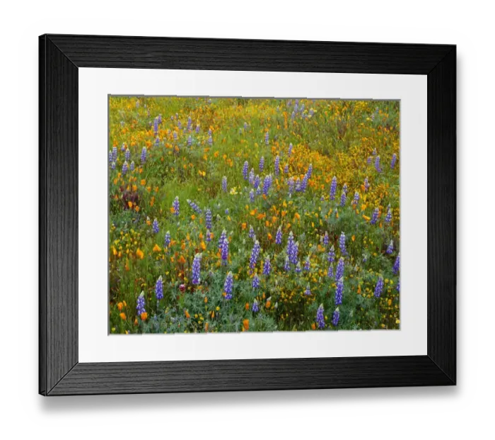 Framed Print : USA, California, Coast Range Mountains, Lush spring bloom of Douglas lupine, goldfields