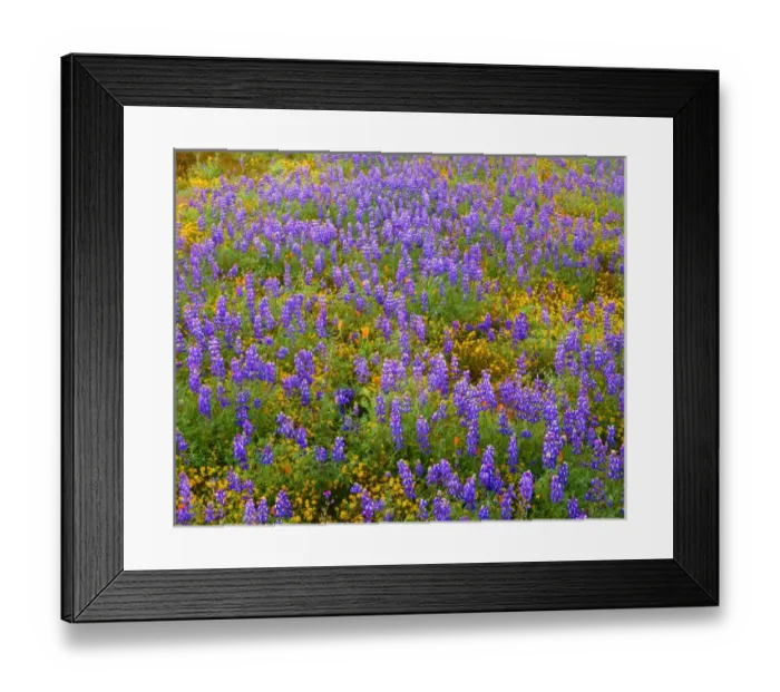 Framed Print : USA, California, Carrizo Plain National Monument, Dense spring bloom of Douglas lupine Framed Print : USA, California, Carrizo Plain National Monument, Dense spring bloom of Douglas lupine