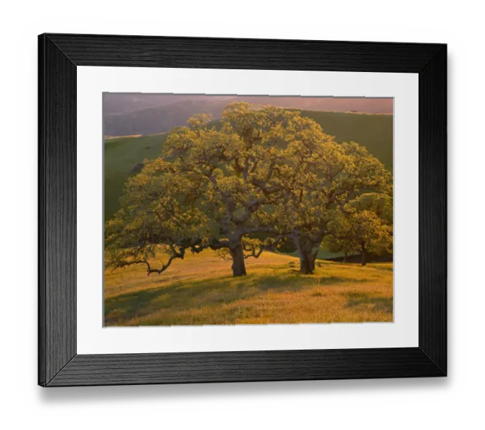 Framed Print : USA, California, South Coast Range, Valley oaks and grasses glow in sunset light Framed Print : USA, California, South Coast Range, Valley oaks and grasses glow in sunset light