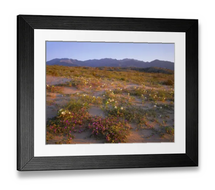 Framed Print : USA, California, Anza Borrego Desert State Park, Desert sand verbena and dune evening Framed Print : USA, California, Anza Borrego Desert State Park, Desert sand verbena and dune evening