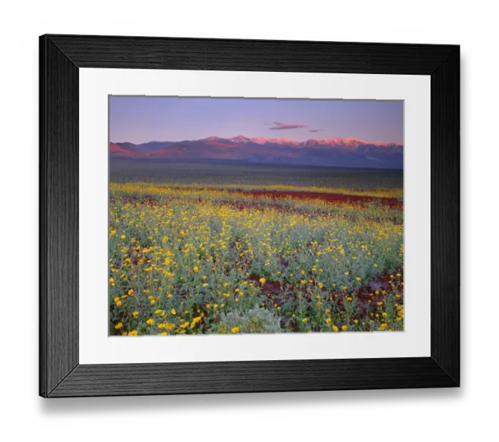 Framed Print : USA, California, Death Valley National Park, Desert sunflower blooms alongside colorful
