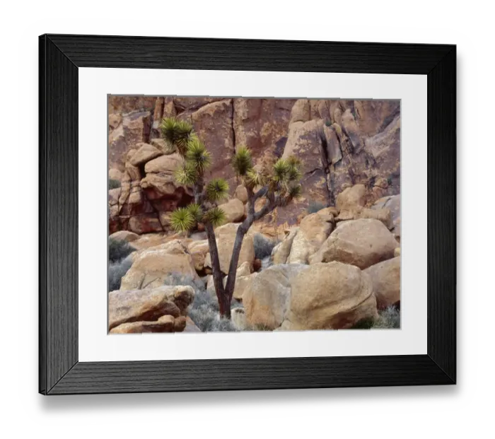 Framed Print : USA, California, Joshua Tree National Park, Lone Joshua tree grows among monzonite Framed Print : USA, California, Joshua Tree National Park, Lone Joshua tree grows among monzonite