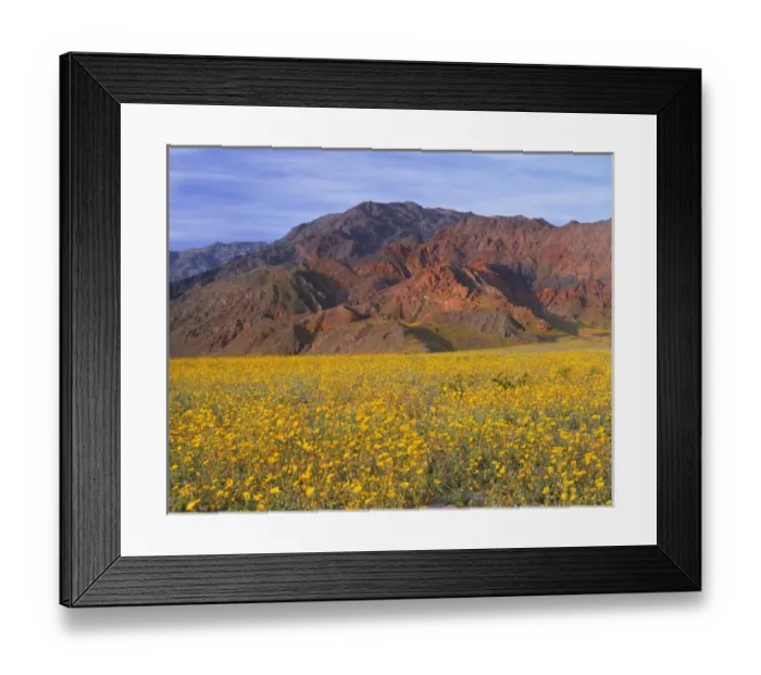 Framed Print : USA, California, Death Valley National Park, Huge field of desert sunflower blooms Framed Print : USA, California, Death Valley National Park, Huge field of desert sunflower blooms