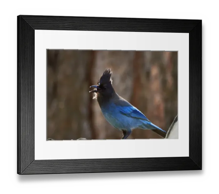 Framed Print : Stellers jay (Cyanocitta stelleri) on the Mist Trail, Yosemite National Park Framed Print : Stellers jay (Cyanocitta stelleri) on the Mist Trail, Yosemite National Park