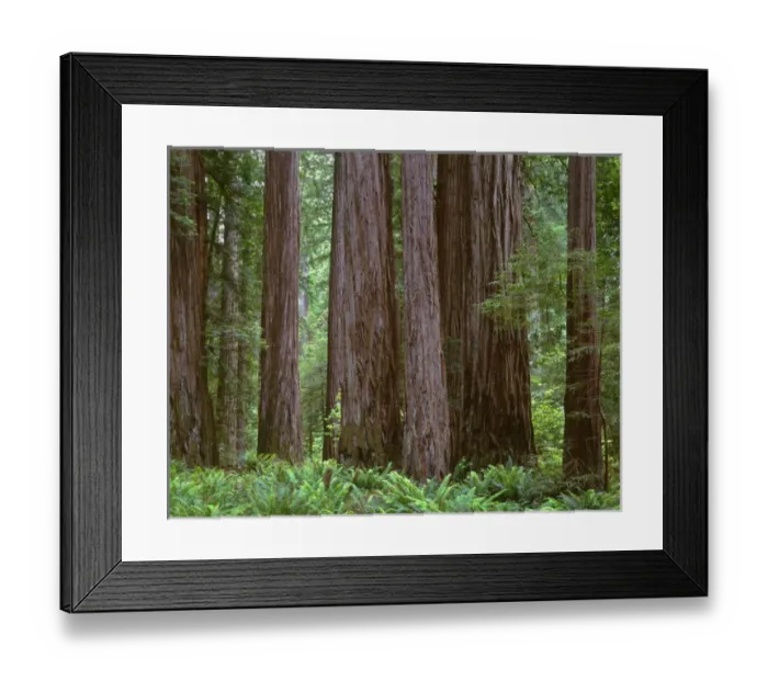 Framed Print : USA, California, Jedediah Smith State Park, Ancient redwoods tower above ferns in Framed Print : USA, California, Jedediah Smith State Park, Ancient redwoods tower above ferns in