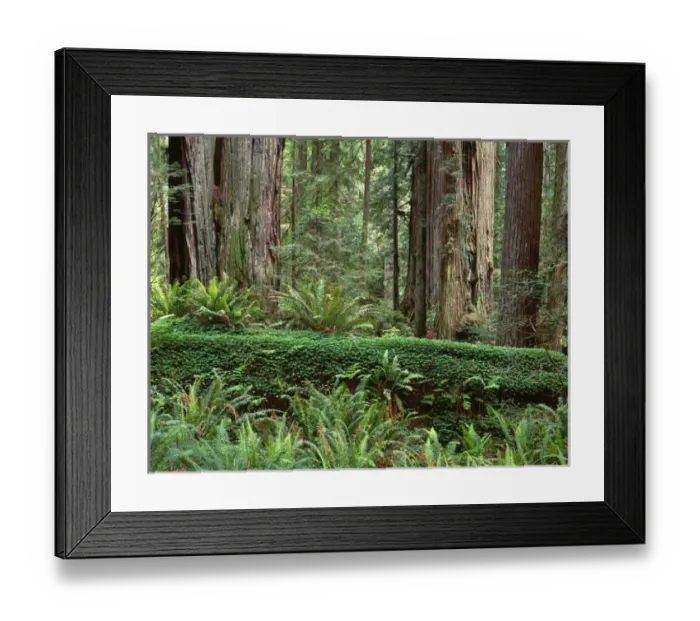 Framed Print : USA, California, Prairie Creek Redwoods State Park, Redwoods tower above fresh spring Framed Print : USA, California, Prairie Creek Redwoods State Park, Redwoods tower above fresh spring