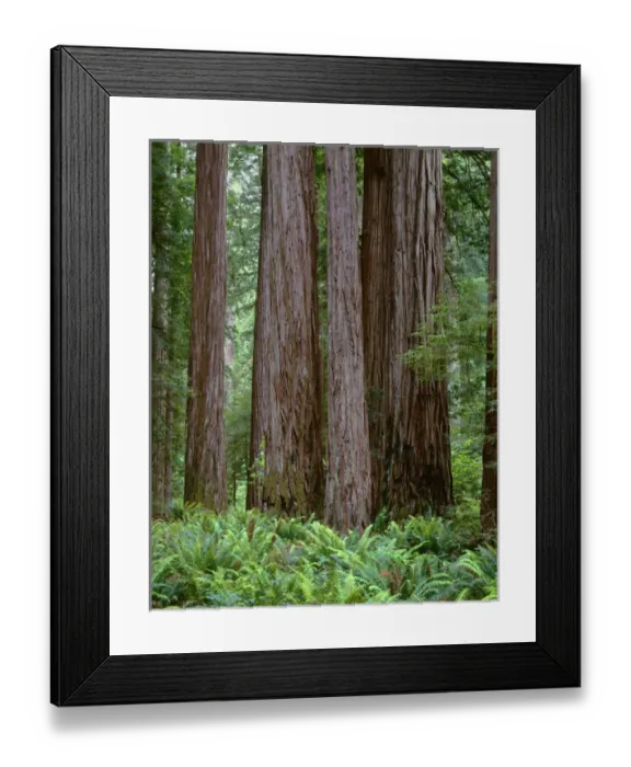 Framed Print : USA, California, Jedediah Smith State Park, Ancient redwoods tower above ferns in Framed Print : USA, California, Jedediah Smith State Park, Ancient redwoods tower above ferns in