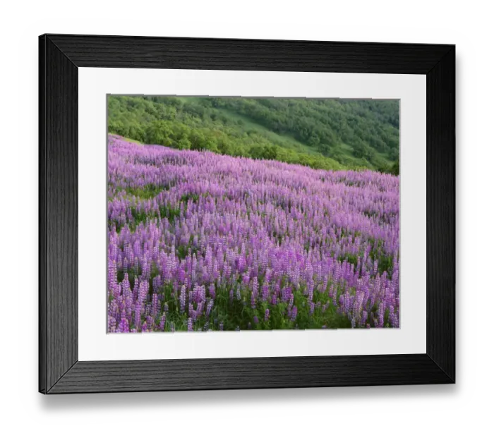Framed Print : USA, California, Redwood National Park, Spring meadow of riverbank lupine and distant Framed Print : USA, California, Redwood National Park, Spring meadow of riverbank lupine and distant