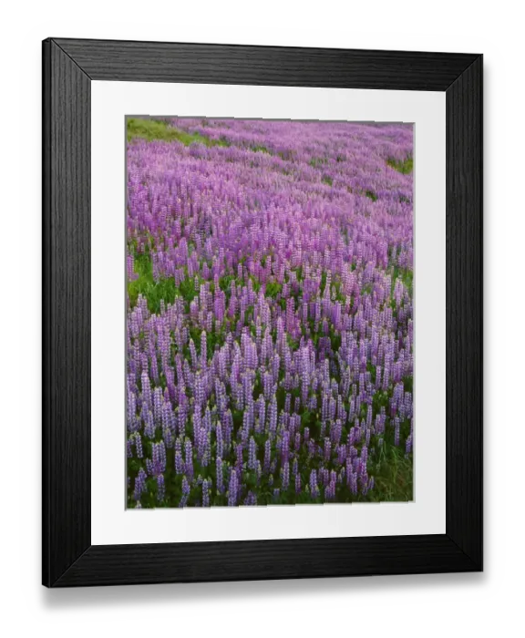 Framed Print : Dense spring meadow of riverbank lupine (Lupinus rivularis)in evening light; Bald