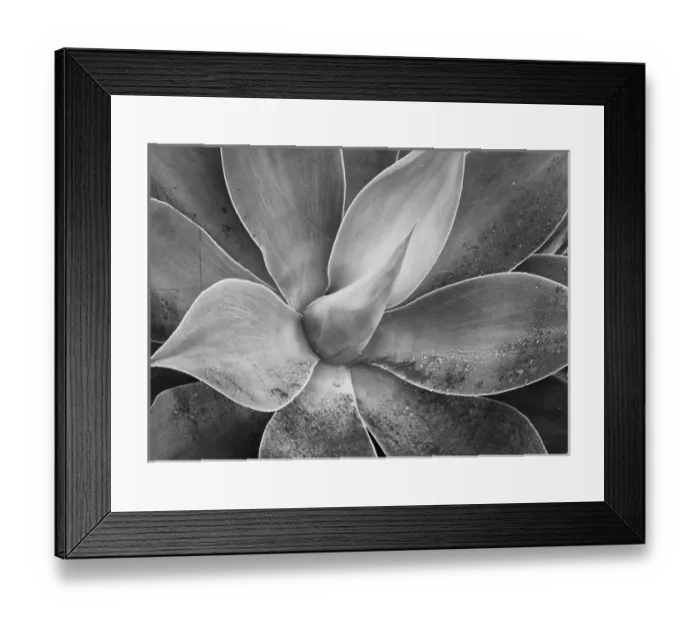 Framed Print : USA California Del Mar Succulents Framed Print : USA California Del Mar Succulents