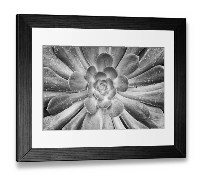 Framed Print : USA California Del Mar Succulents