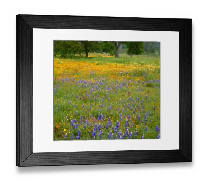 Framed Print : USA, California, Coast Range Mountains, Douglas lupine, purple owls clover, tidy tips Framed Print : USA, California, Coast Range Mountains, Douglas lupine, purple owls clover, tidy tips