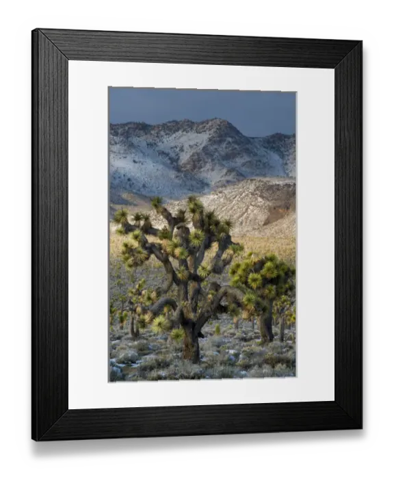 Framed Print : North America, USA, California, Death Valley National Park. Joshua Trees in the Snow Framed Print : North America, USA, California, Death Valley National Park. Joshua Trees in the Snow