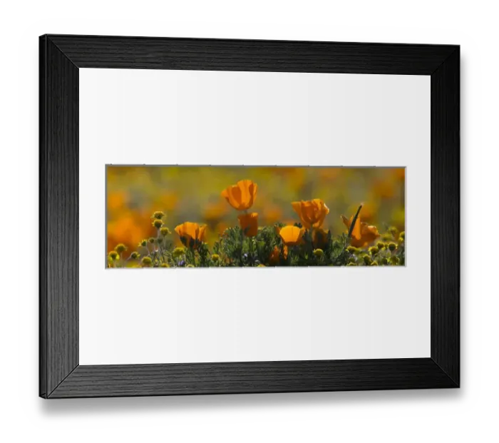 Framed Print : North America, USA, California. Detail of California Poppy (Eschscholzia californica) Framed Print : North America, USA, California. Detail of California Poppy (Eschscholzia californica)