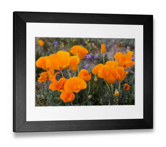 Framed Print : North America, USA, California. California Poppies (Eschscholzia californica), Owls Clover Framed Print : North America, USA, California. California Poppies (Eschscholzia californica), Owls Clover