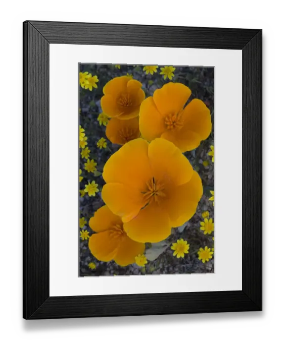 Framed Print : North America, USA, California. California Poppies (Eschscholzia californica) and Goldfields Framed Print : North America, USA, California. California Poppies (Eschscholzia californica) and Goldfields