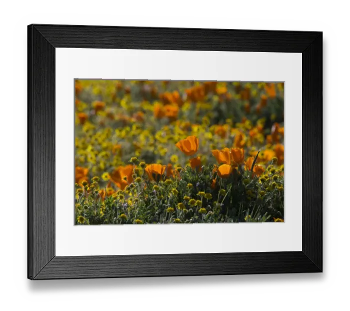 Framed Print : North America, USA, California. California Poppies (Eschscholzia californica) and Goldfields