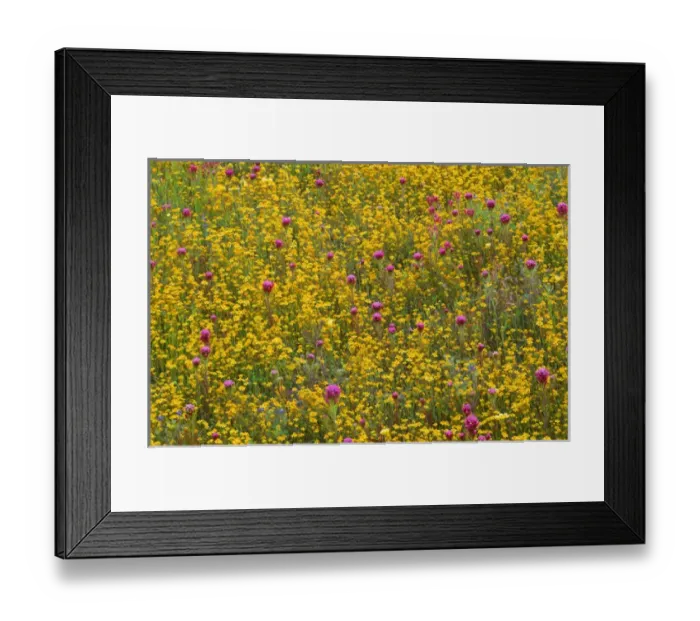 Framed Print : USA, California, Coast Range Mountains, Lush spring bloom of goldfields and purple