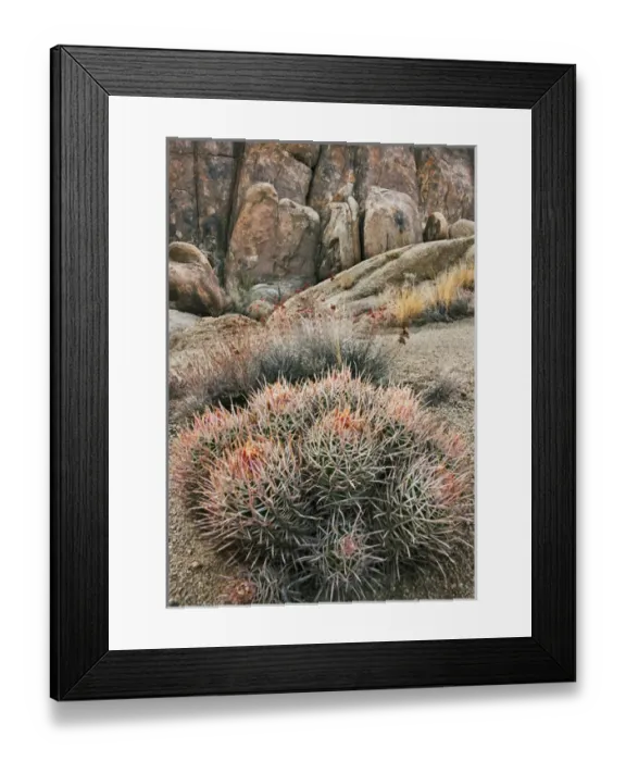 Framed Print : USA California Alabama Hills Cactus Framed Print : USA California Alabama Hills Cactus