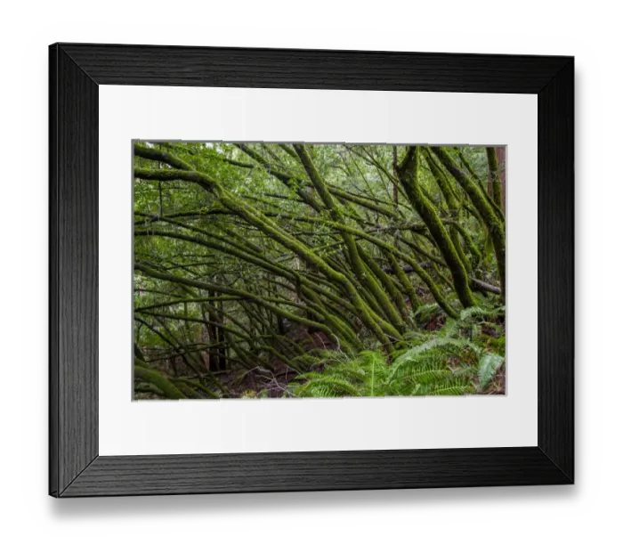 Framed Print : Forest Scene in Muir Woods State Park, Mill Valley, CA Framed Print : Forest Scene in Muir Woods State Park, Mill Valley, CA