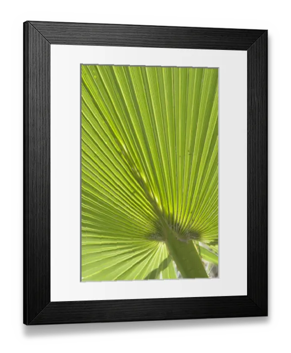 Framed Print : USA, California, Palm Springs, Indian Canyons Framed Print : USA, California, Palm Springs, Indian Canyons