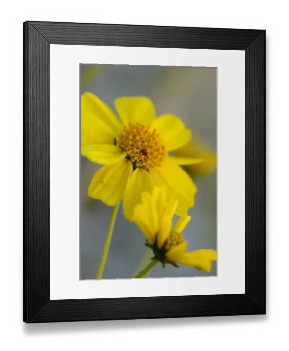Framed Print : USA, California, Palm Springs, Indian Canyons Framed Print : USA, California, Palm Springs, Indian Canyons