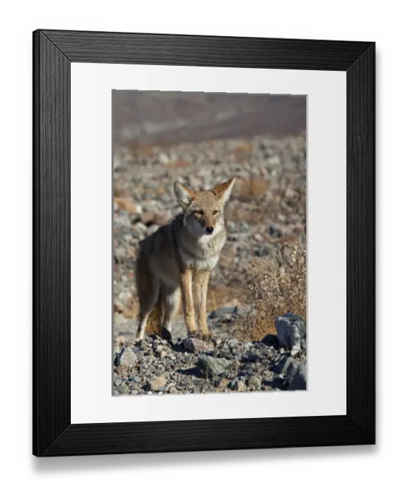 Framed Print : USA, California, Death Valley National Park. A coyote in the wild at Death Valley Framed Print : USA, California, Death Valley National Park. A coyote in the wild at Death Valley