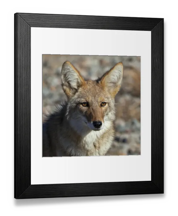 Framed Print : USA, California, Death Valley National Park. A coyote in the wild at Death Valley Framed Print : USA, California, Death Valley National Park. A coyote in the wild at Death Valley