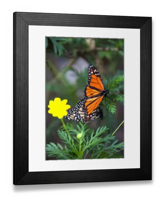 Framed Print : USA, California, Monterey. Mating Monarch Butterflies at Monarch Grove Butterfly Framed Print : USA, California, Monterey. Mating Monarch Butterflies at Monarch Grove Butterfly