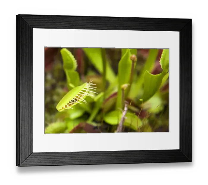 Framed Print : USA, California, San Marino. Venus Flytrap plant at Huntington Library Botanical Gardens Framed Print : USA, California, San Marino. Venus Flytrap plant at Huntington Library Botanical Gardens