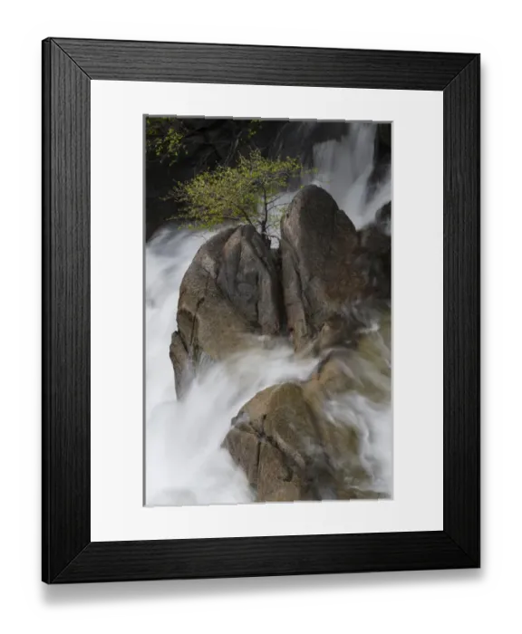 Framed Print : North America, USA, California, Yosemite National Park. Spring run-off with lone tree Framed Print : North America, USA, California, Yosemite National Park. Spring run-off with lone tree